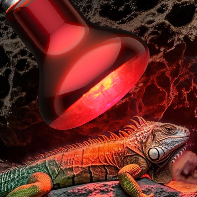 Инфракрасная лампа для рептили – обзор и цена Gecko Lighting & Decor