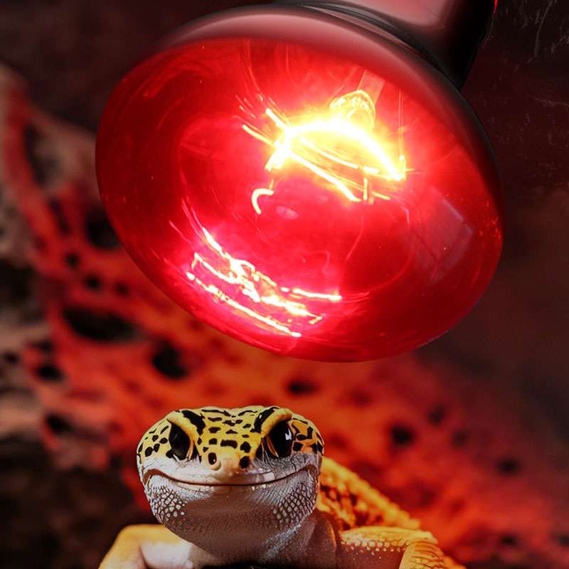 Инфракрасная лампа для рептили – обзор и цена Gecko Lighting & Decor