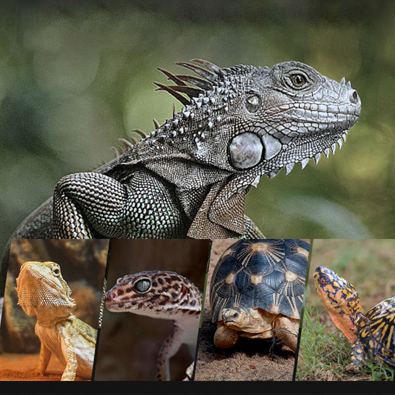 Инфракрасная лампа для рептили – обзор и цена Gecko Lighting & Decor